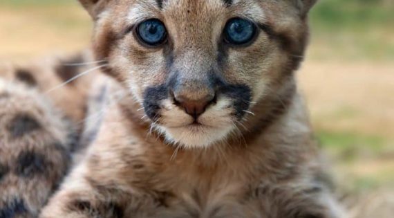 baby-cougar-mountain-lion-or-puma-2UKHP8C-scaled-1.jpg