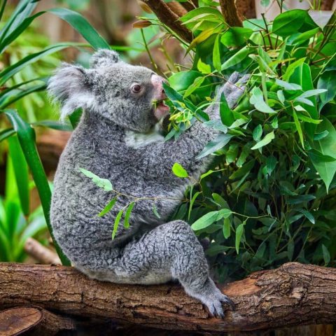 koala-bear-in-the-zoo-PX5YGQL.jpg